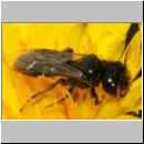 Panurgus calcaratus - Zottelbiene m002a 8mm - Teverener Heide det.jpg